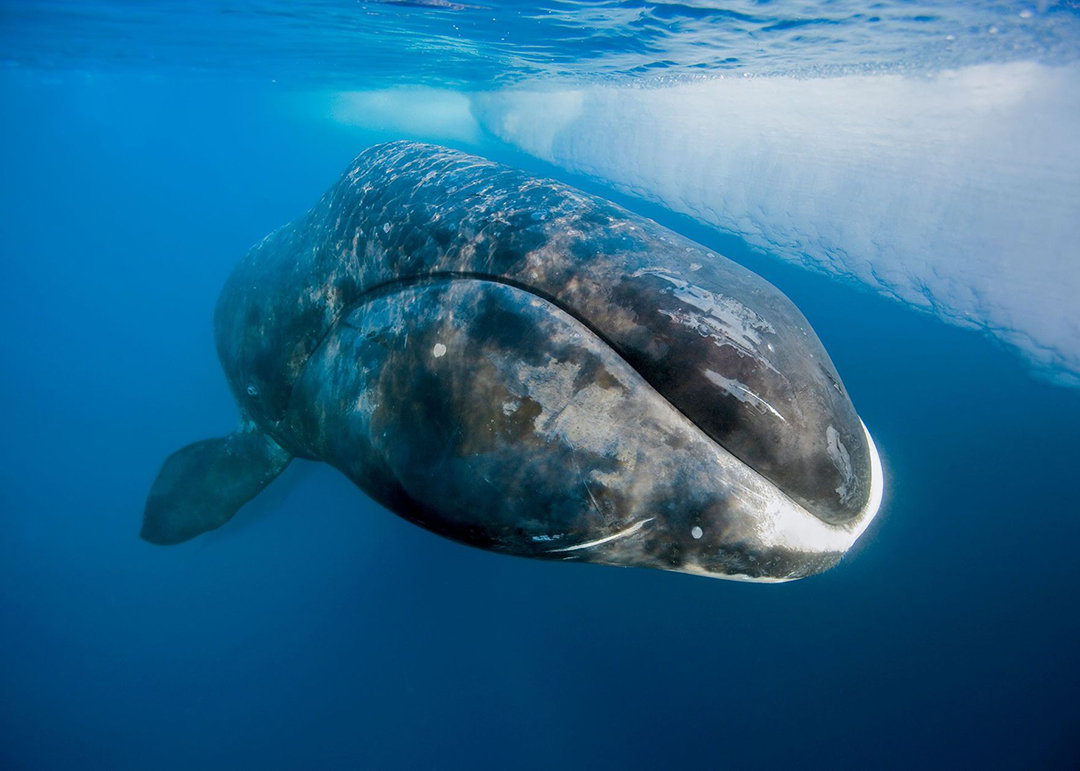 生活在北极海域的弓头鲸是最为长寿的哺乳动物,它们到了90岁还能繁衍