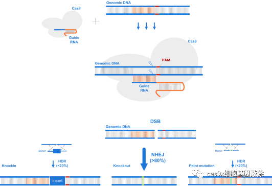 技术解读crispr基因编辑技术筛选药物靶点