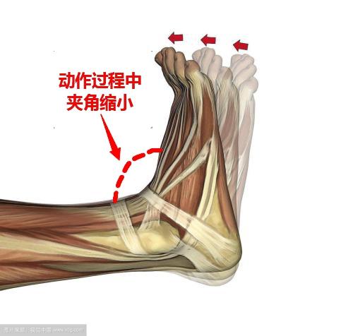 足背屈,也叫跖屈,如果将小腿算作一基准水平线,能使足背与小腿所成