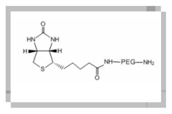 高分子PEG,Biotin-PEG-amine,Biotin-PEG-NH2,生物素-聚乙二醇-氨基