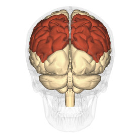 parietallobeanditsfunction顶叶及其功能