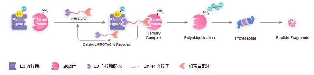 PROTAC与抗体偶联药物的结合