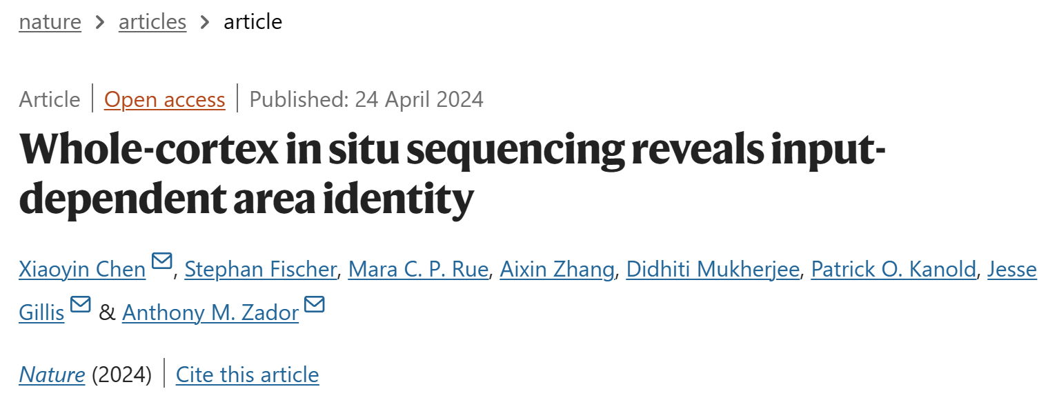 文献阅读：全皮层原位测序揭示了输入依赖区域的身份