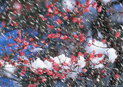 php绘制雪花图怎么制作雪花飘落动态图片雪花效果图片制作