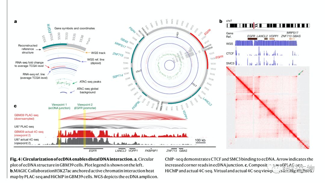 染色体外环状DNA：肿瘤研究新方向