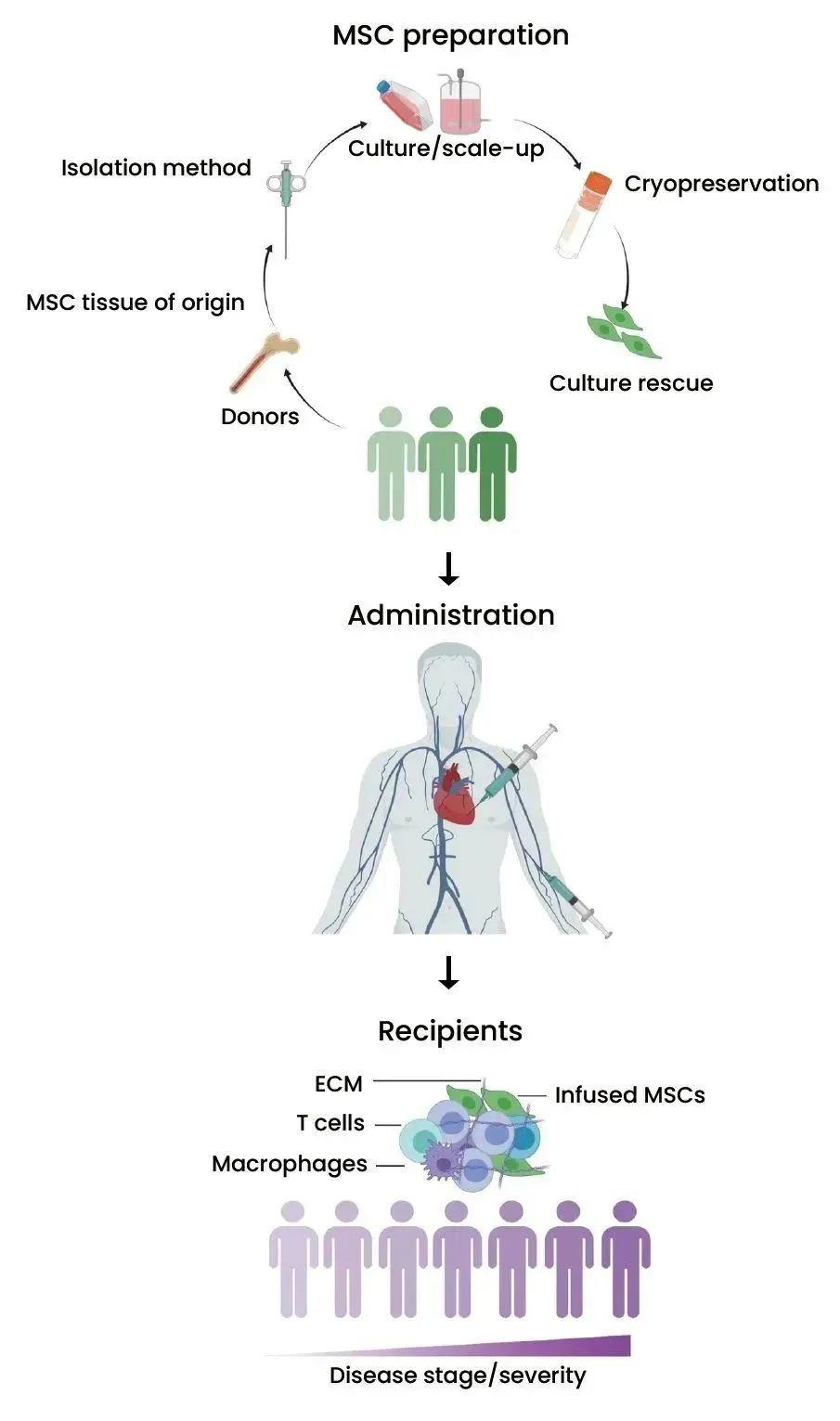 MSC疗法流程（源自参考文献，doi：10.1126/sciadv.aba6884）