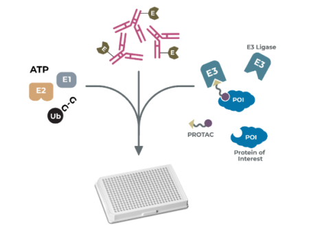 PROTAC体外泛素化测定试剂盒，准确预测PROTAC效率