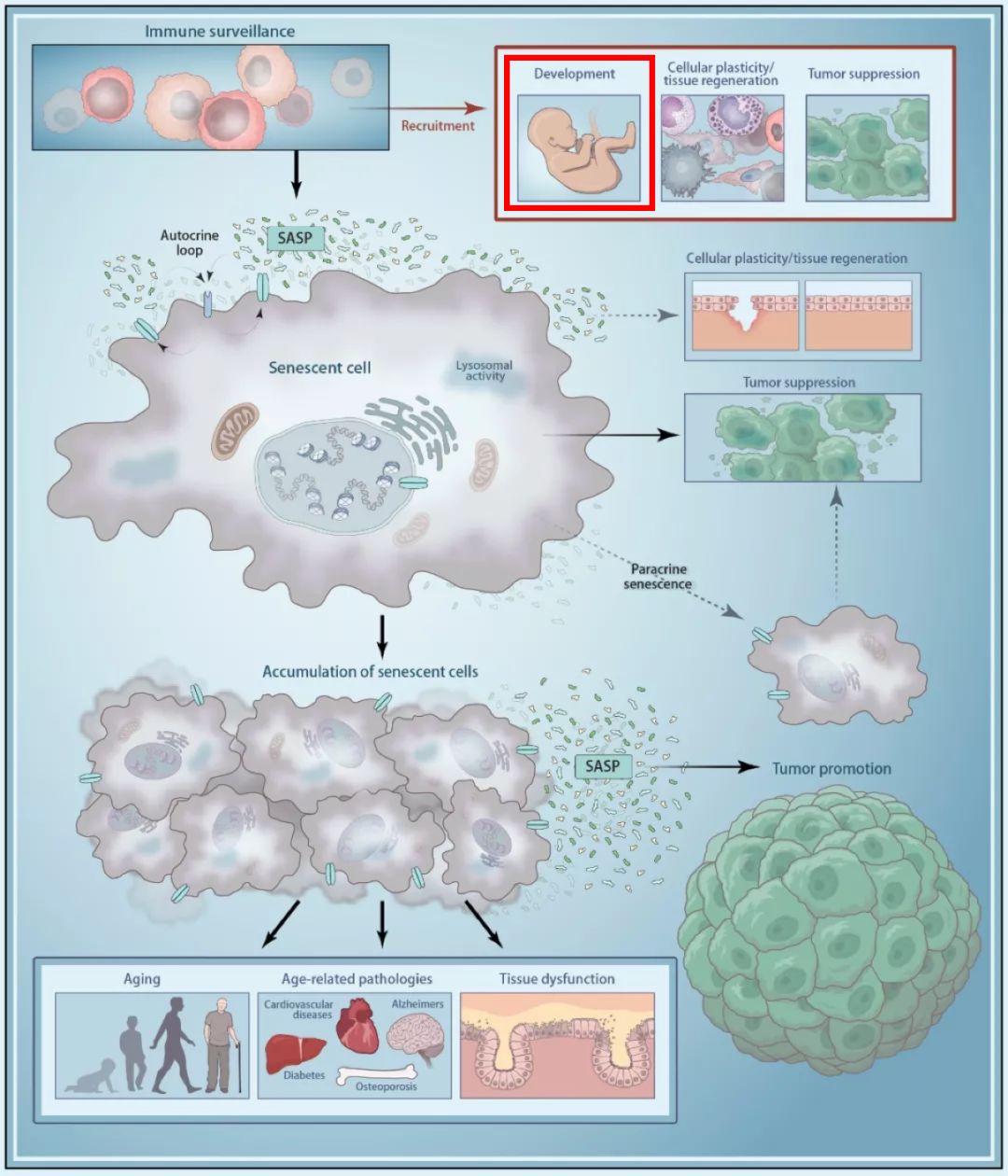 实现光晕效果科研绘图5用简单线条表出现胎儿立体的效果