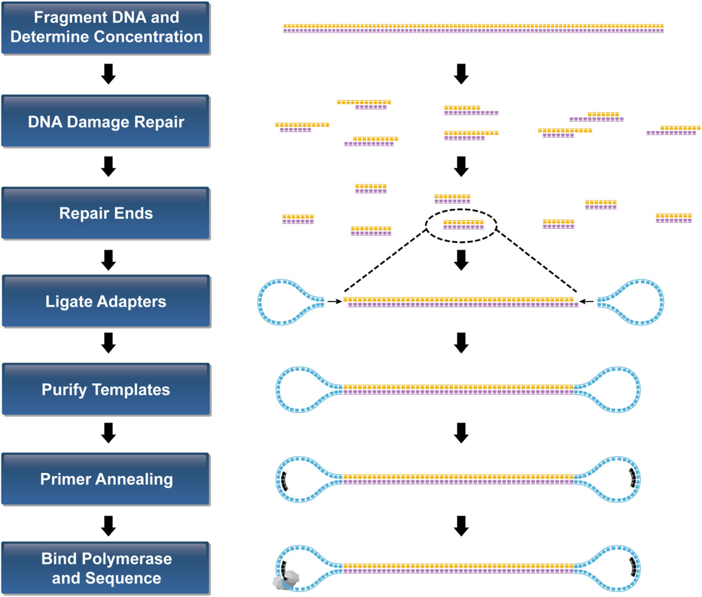 Overview of PacBio SMRT sequencing principles, workflow, and