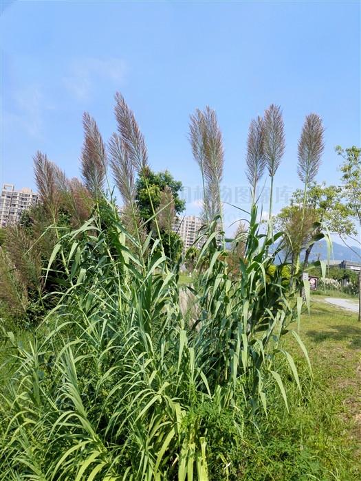 抽象类可用于创建对象吗芦竹见过吗清热泻火可用于热病烦渴风火牙痛