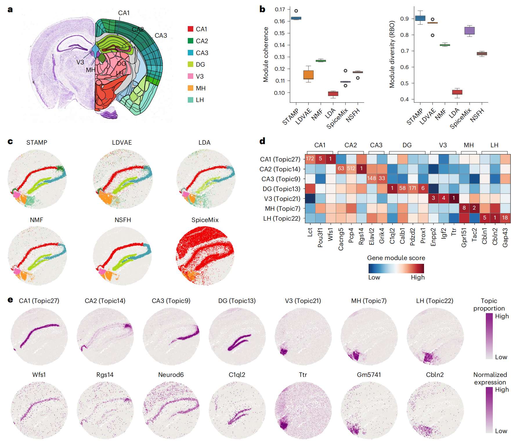 Fig.2 STAMP 准确识别 Slide-seq V2 小鼠海马体中的生物学相关主题