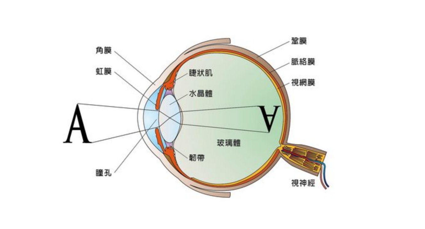 21人眼视觉成像原理