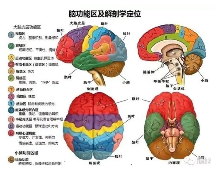 脑科学是个啥,跟人工智能有什么渊源「ai核心算法」