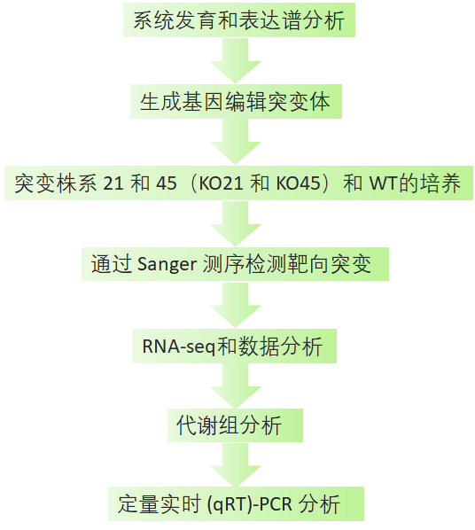 Hortic Res】CRISPR/Cas9 介导的VvbZIP36突变促进了葡萄中花青素的积累 