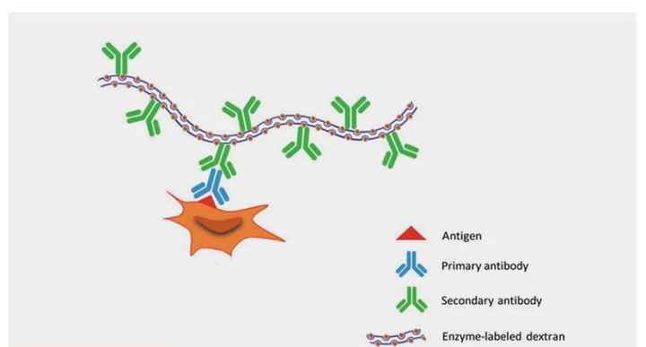 病理级Polymer酶标二抗IHC试剂盒上线！