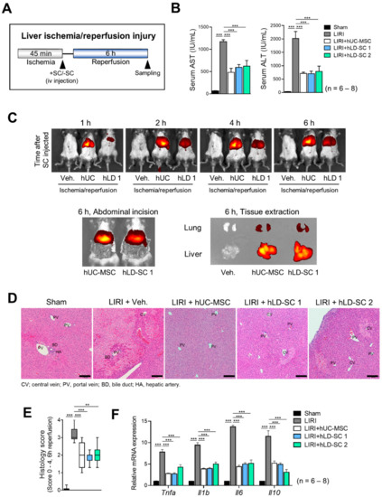 Cells 09 01521 g005 550