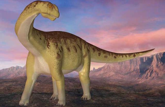 圆顶龙圆顶龙代表了蜥脚类的一演化支系,形态上与蜀龙有很多相同之处