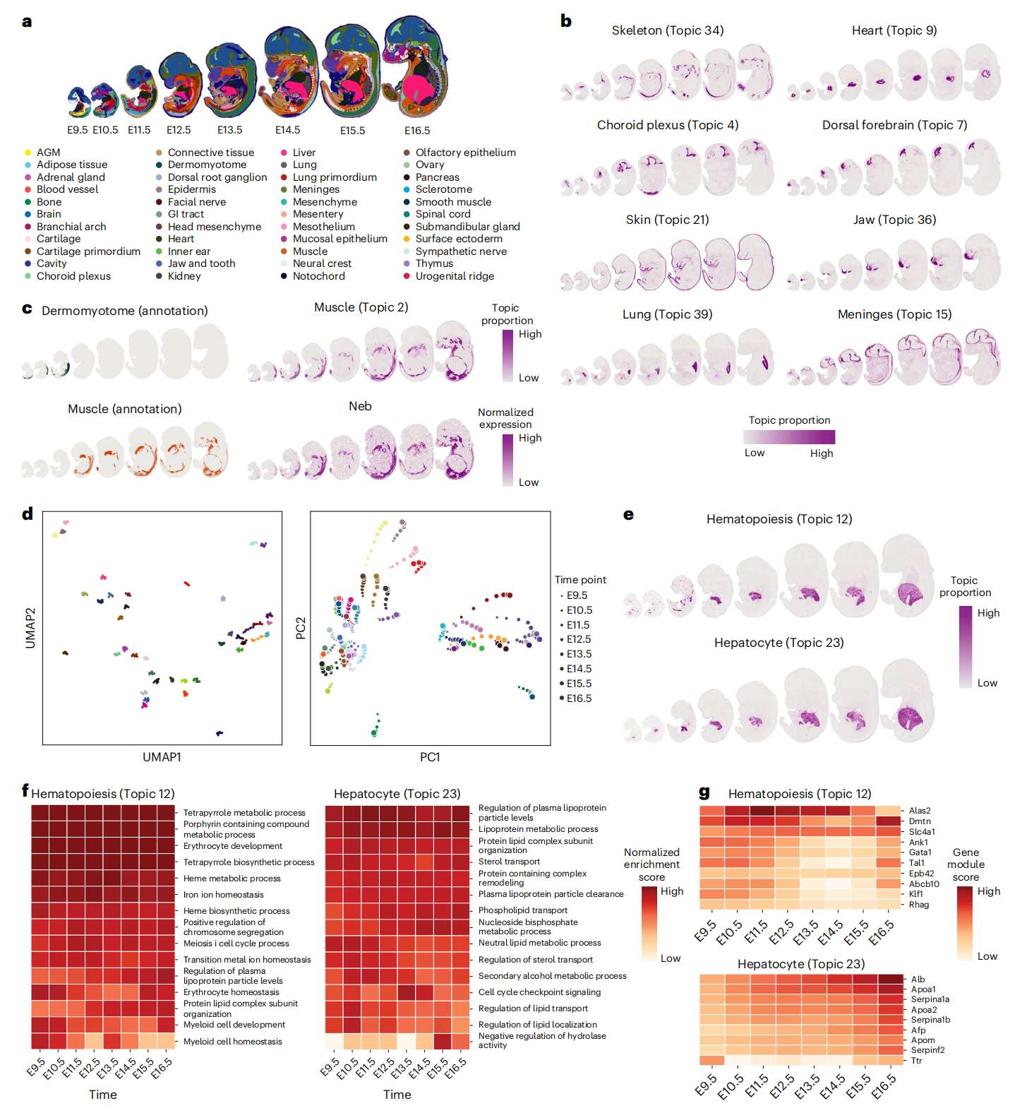 Fig.6 Stereo-seq 胚胎数据的时间序列分析