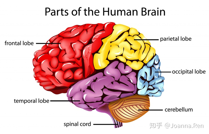 大脑构造图与功能解析_锻炼改变大脑
