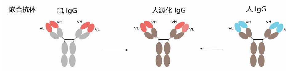 嵌合抗体+泰克1.png