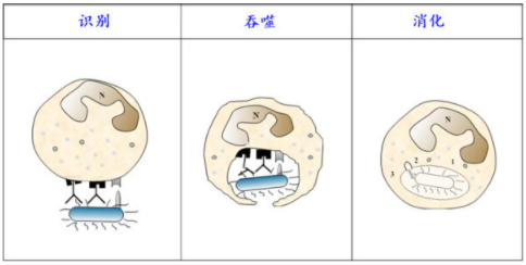 多样化96孔板细胞吞噬分析试剂盒解析