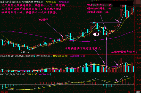 二次老鸭头形态图片