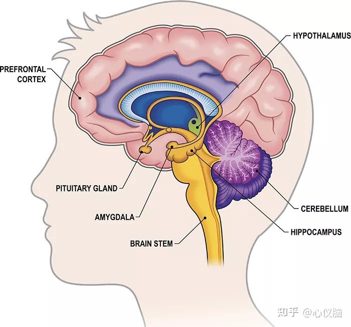 中枢是边缘系统,包括杏仁核(amygdala) ,前扣带回(anterior cingulate
