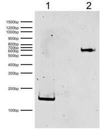 Epicypher热销产品——Mononucleosomes, Recombinant Human