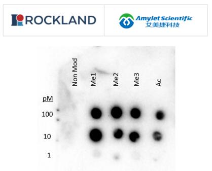 Rockland 组蛋白 H3 K27 甲基抗体说明书