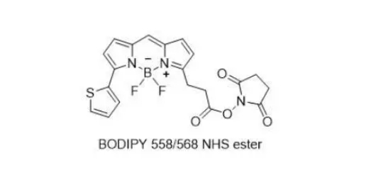 150173-73-2，BODIPY 558/568 NHS 活化酯，一种具有稳定荧光属性的黄色染料