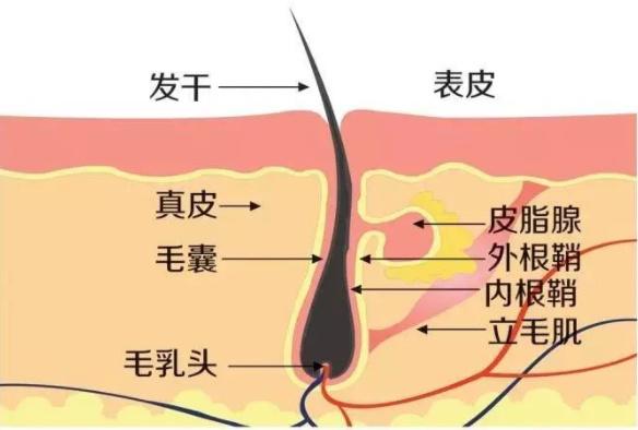 寡肽-54/Oligopeptide-54, CG-Nokkin---------一种新型的促进头发生长的多肽