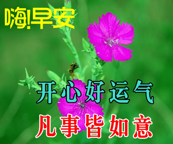 今日最新版早安问候大全，创意好看的早上好祝福图片带字温馨