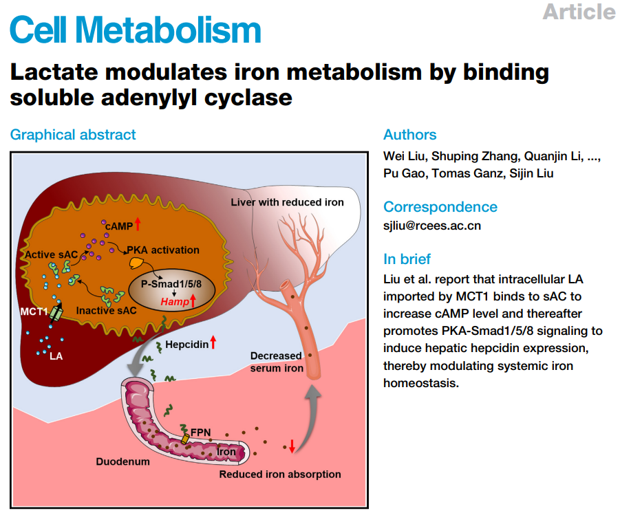 高分文献解读｜乳酸通过与可溶性腺苷酸环化酶结合调控铁代谢