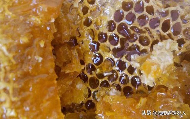 中蜂几月份自然分蜂_蜜蜂的种类：北黑蜂，中华蜜蜂，皖南中蜂，贵州纳雍中蜂等等...