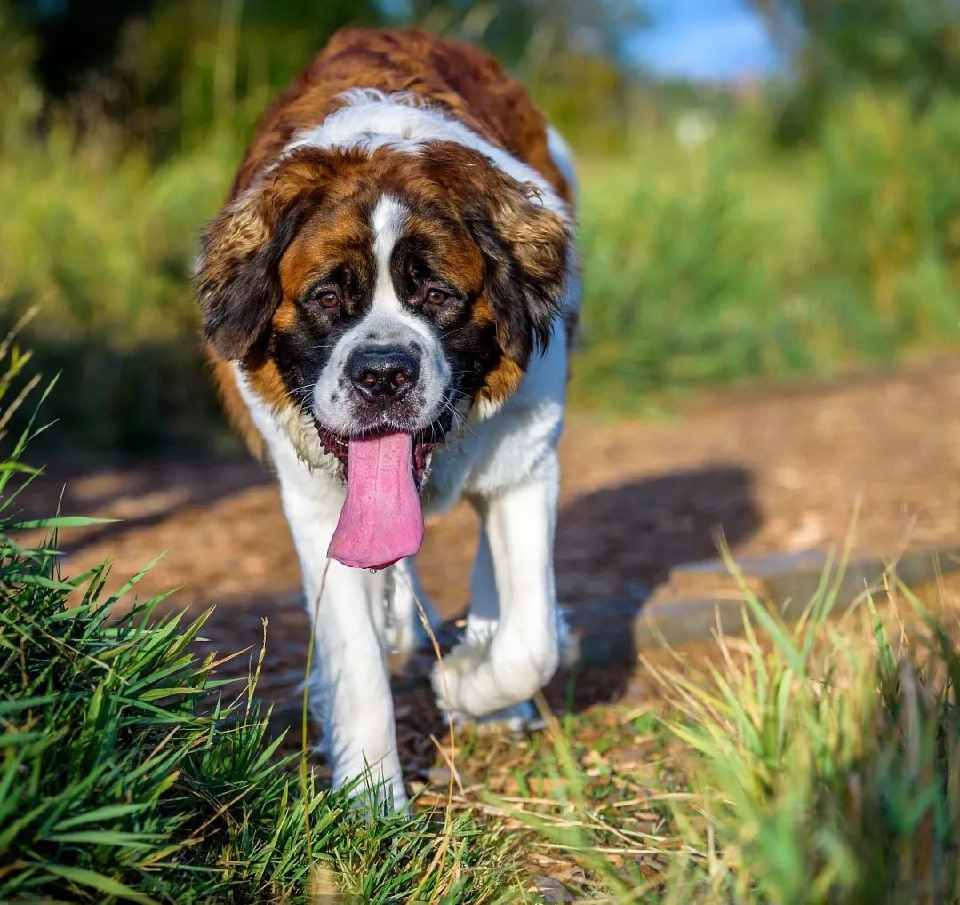 圣伯纳犬守护神图片