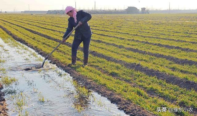 (1)现在早茬小麦基本上都长到了3-4叶了,在这个时候给小麦浇水前还是