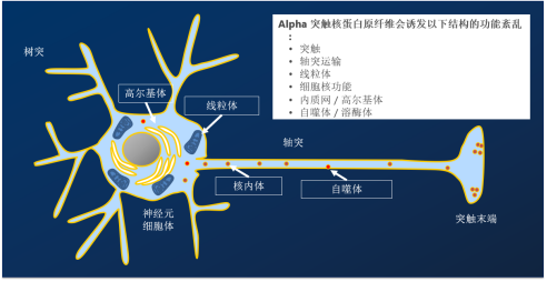 Alpha突触核蛋白神经退行性疾病介绍