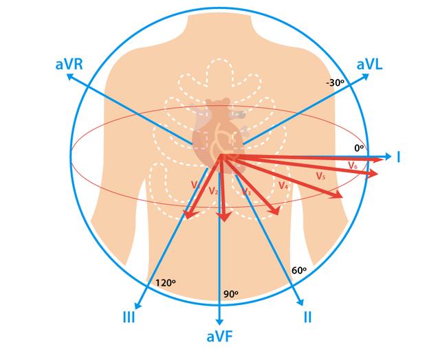 心电图pqrst波位置图片