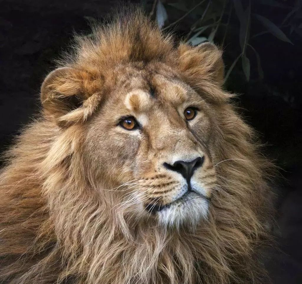 学术史上的奇文:怎样用数学抓狮子