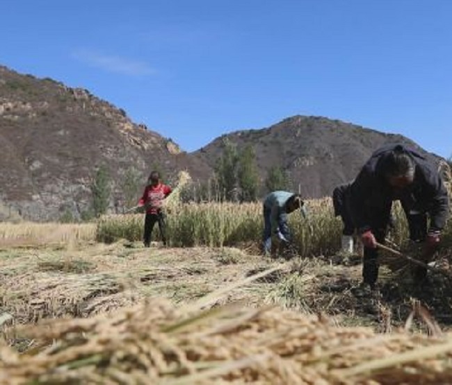 隆化的大米排之首 国稻种芯·中国水稻节：河北承德十大特产