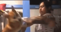 dd802a6732649a6ad20cbd683677667d.gif