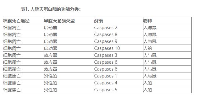 四肽Suc-AAPD-对硝基苯胺,165174-58-3