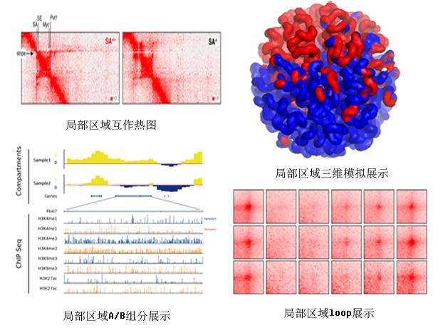 c可视化终极套路王安诺hic高级分析全面升级