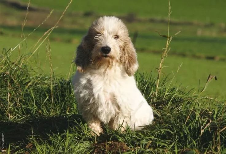 每日一犬贝吉格里芬凡丁犬