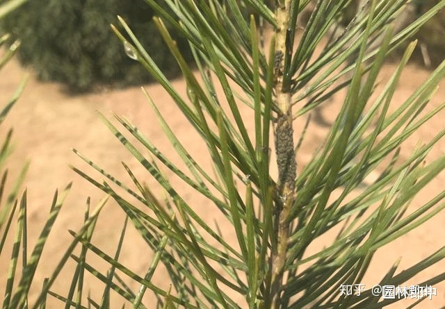 wpflistview透明但字不要透明早春松树松针上出现透明