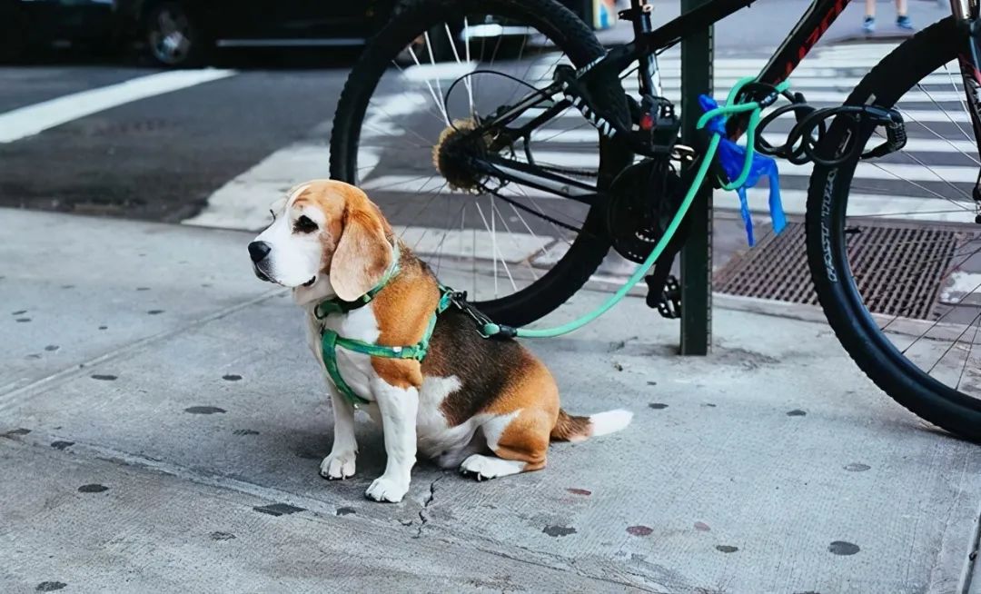 遛狗时有这5个习惯只会越遛越短命