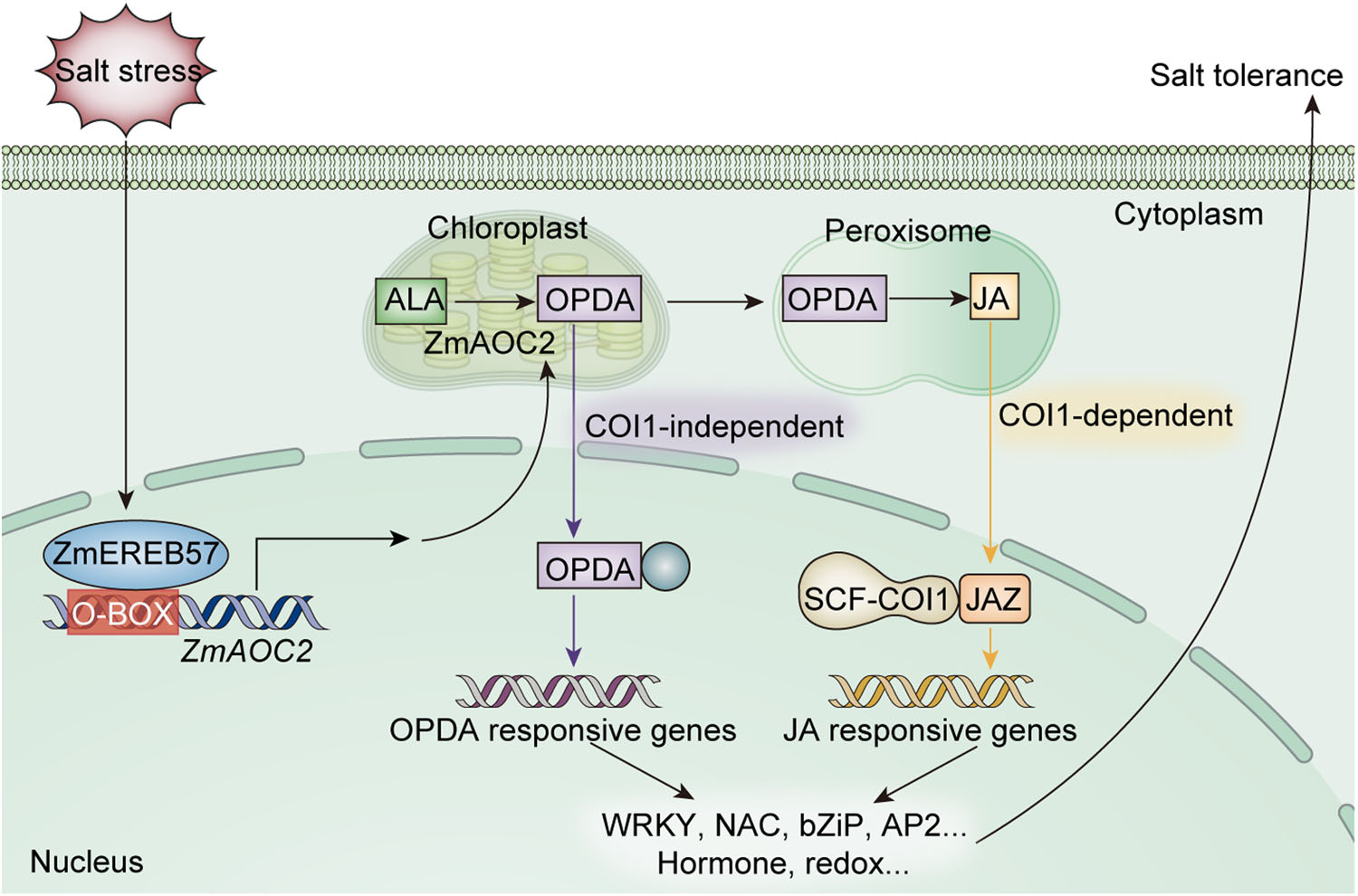 Plant, Cell  Environment：DAP-seq技术在ZmEREB57调控OPDA合成提高玉米耐盐性研究中的应用