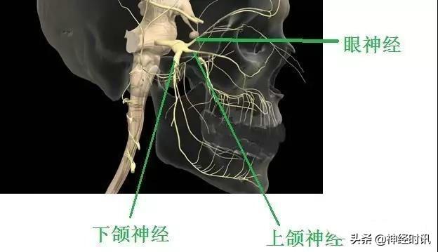 上项线体表位置体表神经解剖三叉神经详解