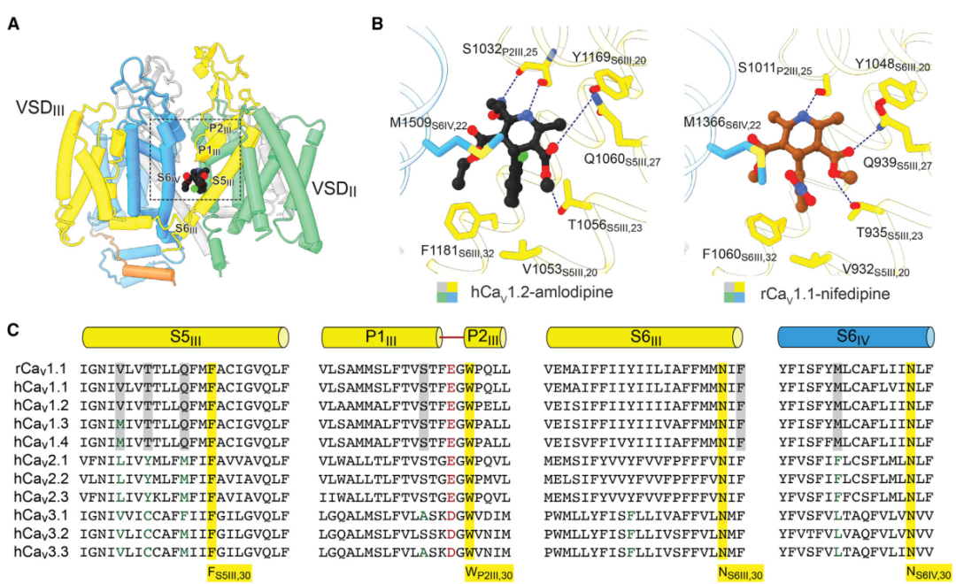 或许改变整个领域的生态！颜宁团队合作最新Cell子刊