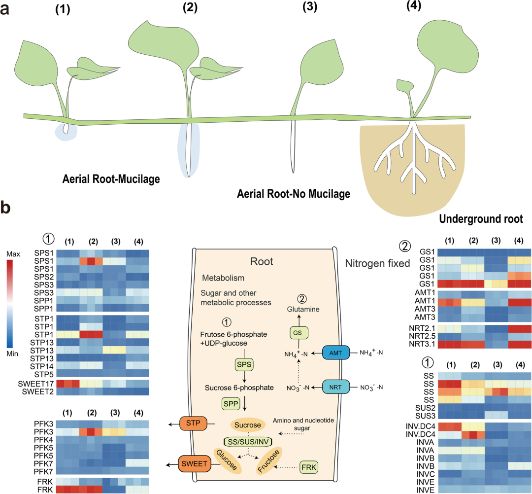 Microbiome | 中科院/农科院/浙大解析微生物介导的植物气生根黏液固氮功能及稳态维持机制...-CSDN博客